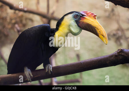 Calao de Sunda (Aceros corrugatus) au Zoo de Dresde, Saxe, Allemagne. Banque D'Images