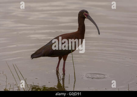 Ibis à face blanche Plegadis chihi, (Bosque del Apache), National Wildlife Refuge, Nouveau Mexique, USA. Banque D'Images