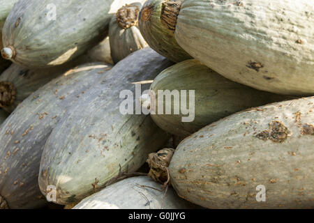 Banane banane bleu gris citrouille cucurbita citrouilles de chasse d'automne Banque D'Images