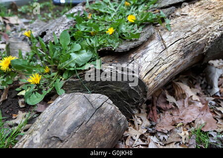 Le pissenlit poussant sur un tronc d'arbre, New Jersey, USA Banque D'Images