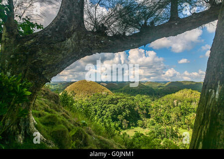 Les collines de chocolat de Bohol Philippines, Bohol's plus célèbre attraction touristique, et une structure géologique très étrange Adrian Bak Banque D'Images