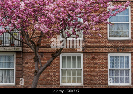 Londres, Royaume-Uni. 09Th Mai, 2016. Un arbre est en pleine fleurs - émeute de ses fleurs roses contrating avec le briquetage victorien et le solide modernd paraboles d'un bloc de maisons près de Clapham Common, London. Crédit : Guy Bell/Alamy Live News Banque D'Images