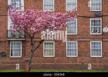 Londres, Royaume-Uni. 09Th Mai, 2016. Un arbre est en pleine fleurs - émeute de ses fleurs roses contrating avec le briquetage victorien et le solide modernd paraboles d'un bloc de maisons près de Clapham Common, London. Crédit : Guy Bell/Alamy Live News Banque D'Images