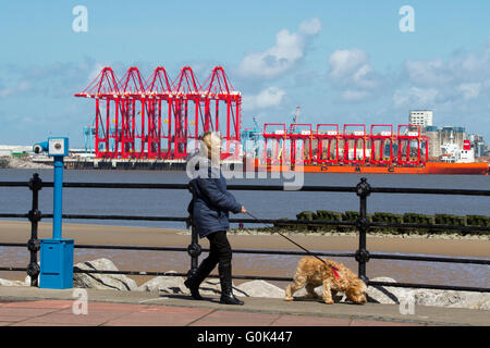 Grues opérationnelles sur portique à porte-à-faux (CRMG) à Liverpool, Merseyside, Royaume-Uni, 2 mai 2016. Des grues chinoises en acier arrivent dans le Mersey. Le bateau Zhen Hua part d'un quai à Nantong, en Chine, transportant six grues qui seront utilisées pour le projet de construction du terminal de conteneurs en eau profonde Liverpool2 de 300 millions de livres. Le projet, dirigé par Peel ports, vise à approfondir l'estuaire de Mersey afin qu'il puisse accueillir certains des plus grands bateaux du monde. Au total, huit grues ‘megamax’ navire-terre et 22 grues portiques en porte-à-faux montées sur rail sont fournies aux ports Peel dans le cadre de Liverpool2. Banque D'Images