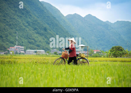 Femme marche local son vélo le long d'un champ de riz à Bac Son, Vietnam. Banque D'Images