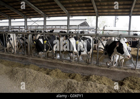 Les vaches laitières Holstein dans une grange avec les chapes d'Italie. Banque D'Images