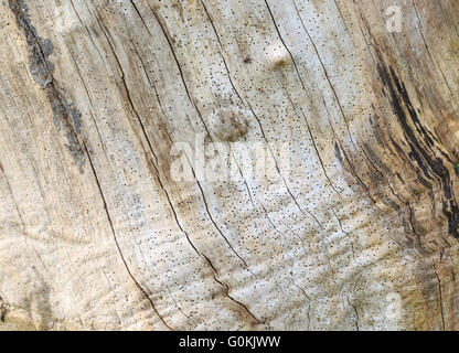 Woodworm Golf Polo trous dans un arbre causé des parasites communs du mobilier (Anobium punctatum). Banque D'Images