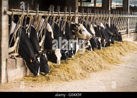 Les vaches laitières de manger du foin et de l'ensilage dans une ferme dans le nord de l'italie Banque D'Images