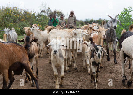 Meki River Delta, l'Éthiopie, Octobre 2013 : les enfants à l'élevage des chèvres au pâturage. Banque D'Images