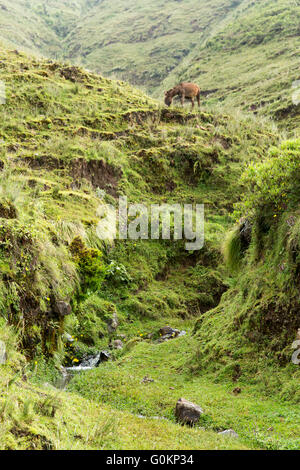 Gibi village, Gurage, Éthiopie, octobre 2013 SUNARMA sont l'élaboration d'un plan avec la communauté locale pour rénover ce paysage très érodé et restaurer sa couverture forestière. Banque D'Images