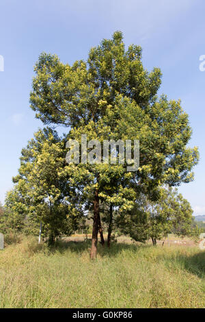 Debre Birhan, Amhara, Ethiopie 2013. Decurrance d'Acacia, un arbre indigène à croissance rapide plantés par EWNHS. Banque D'Images