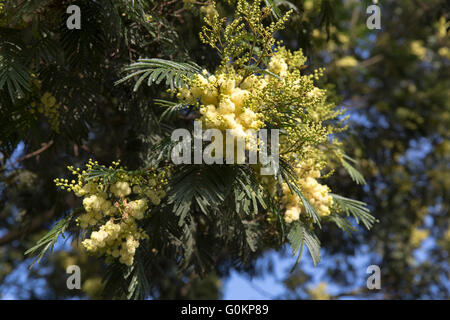Debre Birhan, Amhara, Ethiopie 2013. Decurrance d'Acacia, un arbre indigène à croissance rapide plantés par EWNHS. Banque D'Images