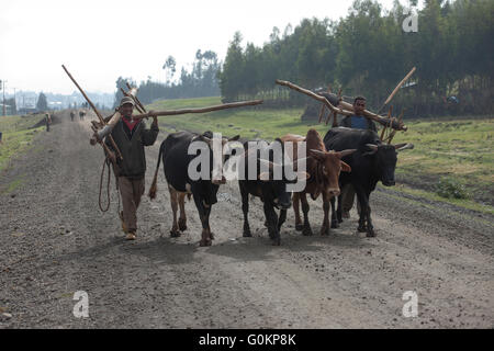 Debre Birhan, Amhara, Ethiopie, octobre 2013 Les agriculteurs portent leurs charrues sur le chemin du travail dans leurs champs avec leurs boeufs. Photographie par Mike Goldwater Banque D'Images