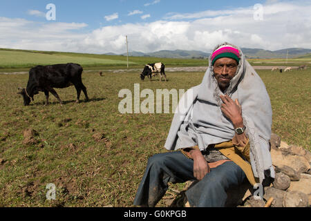 Nord Shewa, Amhara, Ethiopie, Octobre 2013 : un pâturage herder ses animaux. Banque D'Images