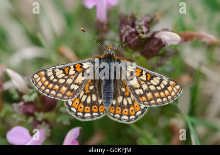 Marsh Fritillary butterfly reposant sur des Furbish, Cumbria UK Banque D'Images