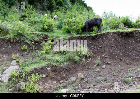 Ankober Woring Mesche Kebele, Nord Shewa, Éthiopie, Octobre 2013 : une vache broute des sérieusement érodé la terre. Banque D'Images