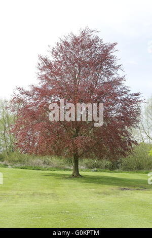 Bourne Lincolnshire UK arbres au printemps Banque D'Images