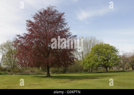 Bourne Lincolnshire UK arbres au printemps Banque D'Images