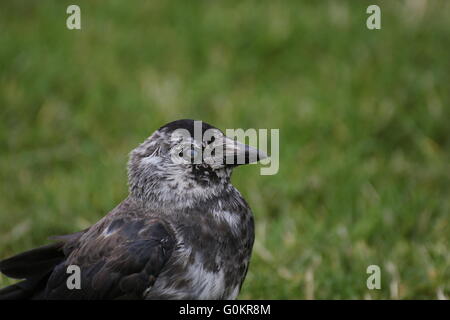 Chat westerm choucas (Corvus monedula) clignotant. Banque D'Images