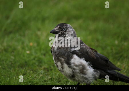 Chat westerm choucas (Corvus monedula) sur l'herbe. Banque D'Images