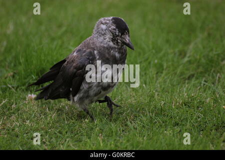 Chat westerm choucas (Corvus monedula) sur l'herbe. Banque D'Images