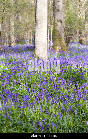 Hyacinthoides non scripta. Anglais bois bluebell au printemps. Banque D'Images