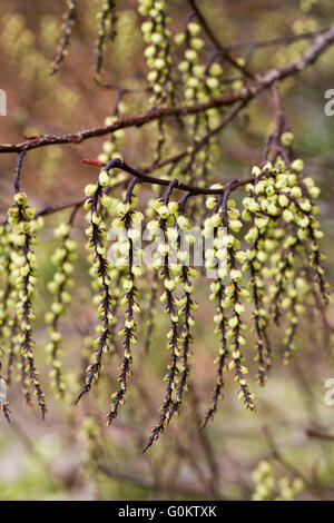 Stachyurus praecox fleurit au début du printemps. Banque D'Images