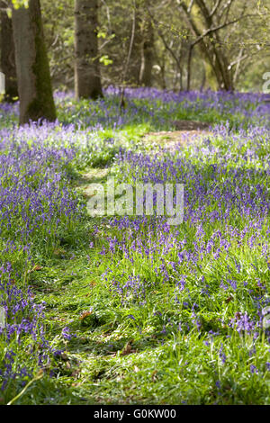 Hyacinthoides non scripta. Chemin à travers un bois bluebell anglais au printemps. Banque D'Images