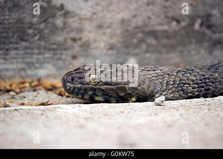 Serbie - Un Aesculapian snake (Zamenis longissimus) posé sur une voie en béton Banque D'Images