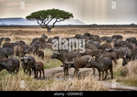 Troupeau de buffles d'Afrique (Syncerus caffer) au coucher du soleil dans le Parc National du Serengeti, UNESCO World Heritage site, Tanzanie Banque D'Images