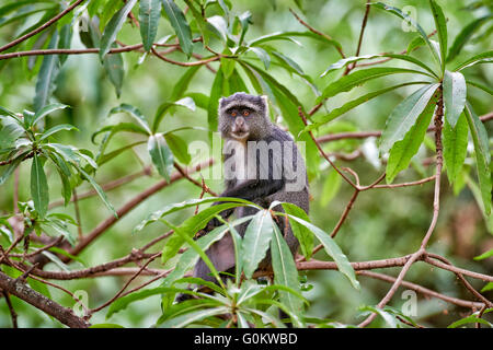 Singe bleu (Cercopithecus mitis), Lake Manyara National Park, Tanzania, Africa Banque D'Images