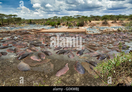 D'énormes quantité d'Hippopotame (Hippopotamus amphibius) dans le célèbre Hippo-Pool de Parc National de Serengeti, Tanzanie,Afrika Banque D'Images