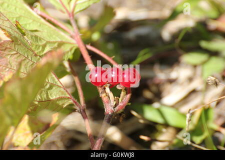 Stone bramble (Rubus saxatilis) croissant à l'état sauvage. Banque D'Images