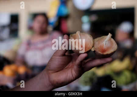 Un Manilkara zapota, communément appelé La sapotille ou Chicozapote à vendre à le Marché Central le marché municipal principal en une ville dans les hauts plateaux du Guatemala Amérique Centrale Banque D'Images