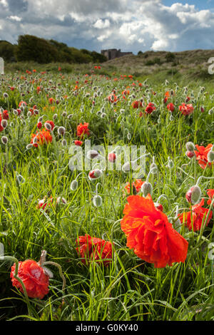 Un champ de gros coquelicots sur la côte de Northumberland avec château de Bamburgh juste jeter sur les dunes dans la distance Banque D'Images