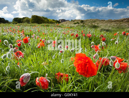 Un champ de gros coquelicots sur la côte de Northumberland avec château de Bamburgh juste jeter sur les dunes dans la distance Banque D'Images