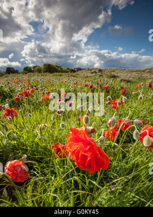 Un champ de gros coquelicots sur la côte de Northumberland avec château de Bamburgh juste jeter sur les dunes dans la distance Banque D'Images