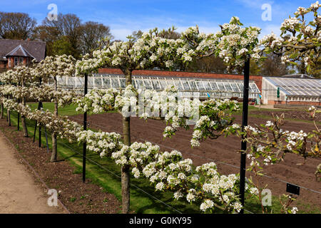 Les arbres fruitiers en fleurs Espaliered dans un jardin au printemps. Banque D'Images