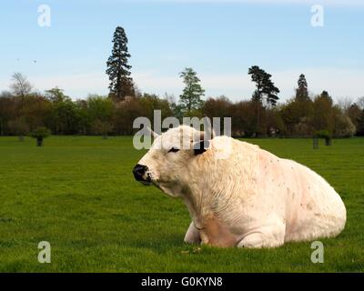 Grand Taureau blanc avec des cornes s'asseoir dans un champ Banque D'Images