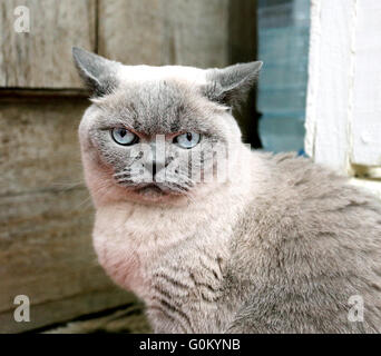 Portrait Photo d'un beau chat de race Banque D'Images