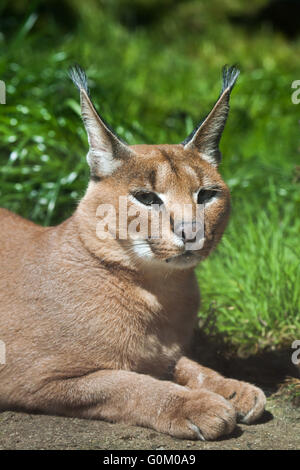 Caracal (Caracal caracal) au Zoo de Dvur Kralove, République tchèque. Banque D'Images