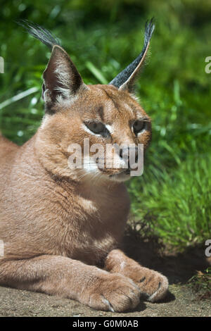 Caracal (Caracal caracal) au Zoo de Dvur Kralove, République tchèque. Banque D'Images