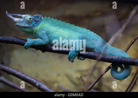 Jackson's chameleon (Trioceros jacksonii,), également connu sous le nom de trois Kikuyu horned chameleon au Zoo de Dvur Kralove, République tchèque. Banque D'Images