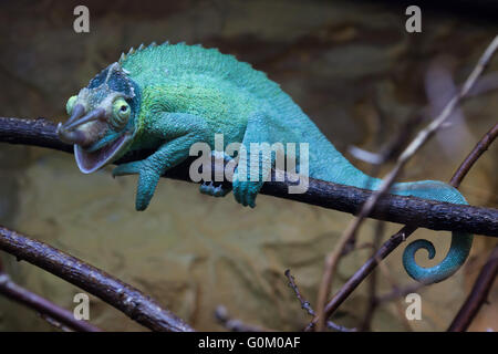 Jackson's chameleon (Trioceros jacksonii,), également connu sous le nom de trois Kikuyu horned chameleon au Zoo de Dvur Kralove, République tchèque. Banque D'Images