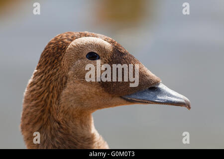 Ours à lunettes (Eider Somateria fischeri). Close up. Détail de la tête. Des femmes. Banque D'Images