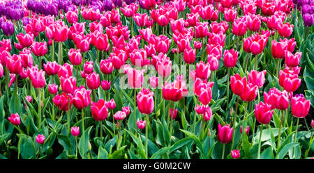 Les tulipes fleurissent pendant la Festival des tulipes dans Skagit County, Washington Banque D'Images