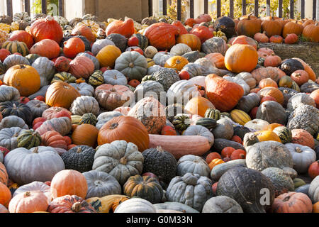 Pepo Cucurbita maxima et différentes citrouilles des citrouilles chasse d'automne Banque D'Images