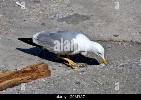 Belle mouette en quête de nourriture Banque D'Images