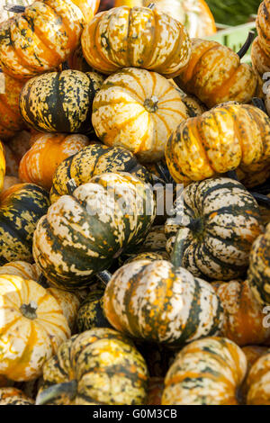 La foudre doux citrouille citrouille cucurbita micro-ondes à partir de l'automne Banque D'Images