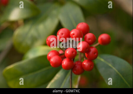 Baies rouge vif de Skimmia japonica en fin d'hiver, Berkshire, Mars Banque D'Images